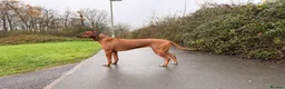 Rhodesian Ridgeback dogs for sale: Rhodesian Ridgeback Puppies For Sale in Basingstoke - Advert 3