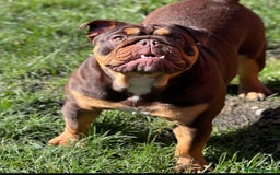 English Bulldog dogs for sale: Beautiful english bulldog  - Advert 4