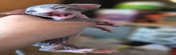 Sphynx cats for sale: Gorgeous sphynx kittens for sale - Advert 19