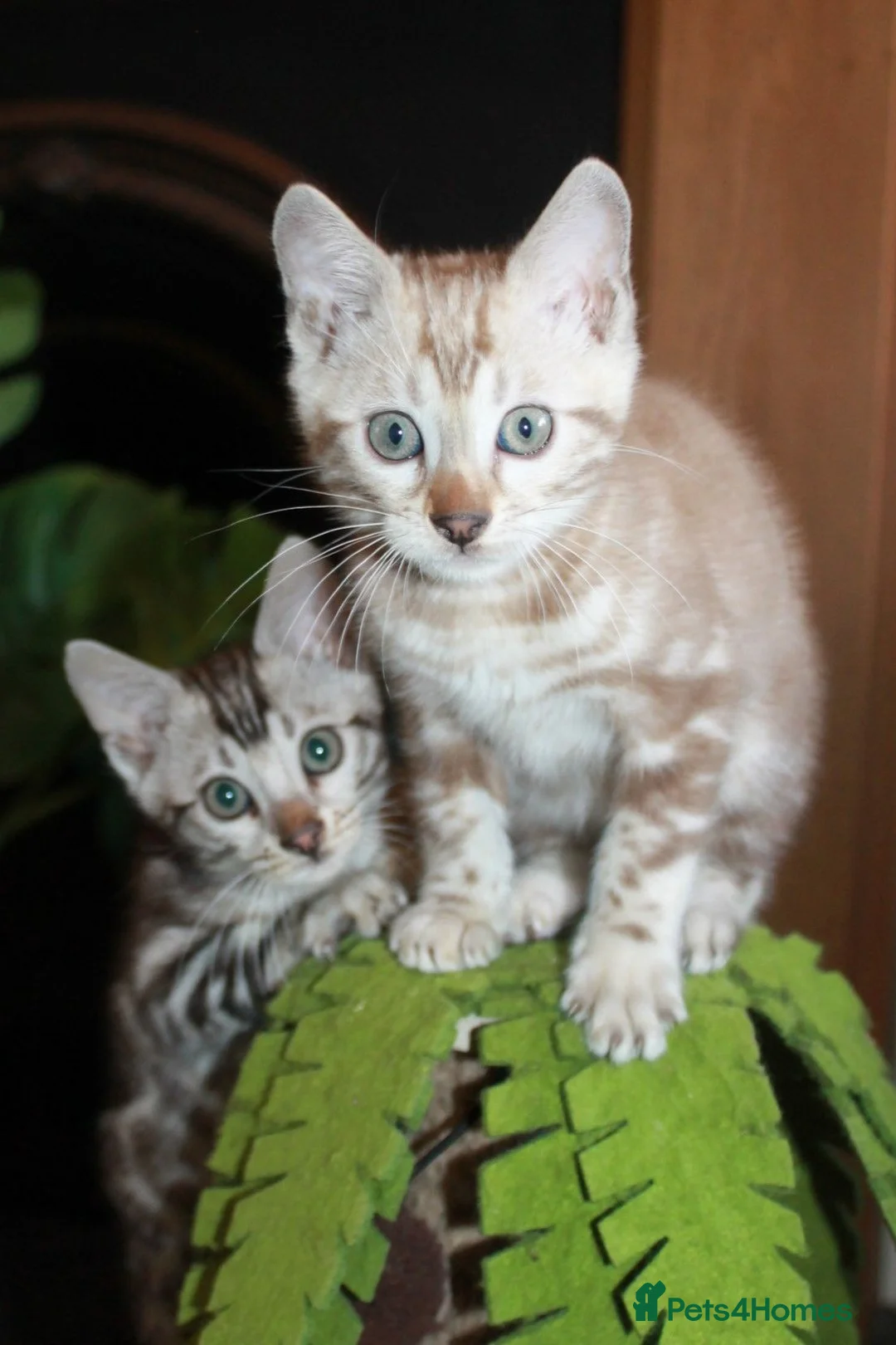 Bengal cats for sale: Beautiful TICA Registered Male Bengal Kittens - Advert 1