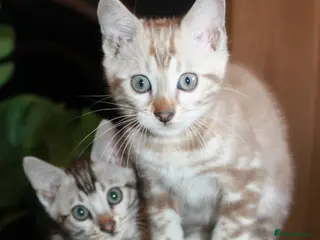 Bengal cats for sale: Beautiful TICA Registered Male Bengal Kittens - Advert 2