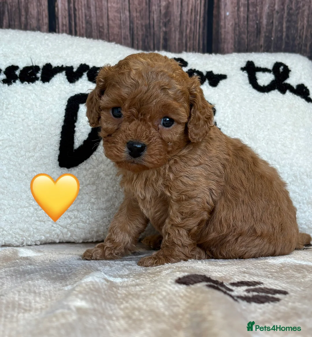 Cockapoo dogs for sale: Outstanding Miniature F1B Cockapoo Male Puppies - Advert 6