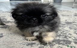 Mixed Breed dogs for sale: 4 fully vaccinated Tiny Pugingeses left  - Image 23