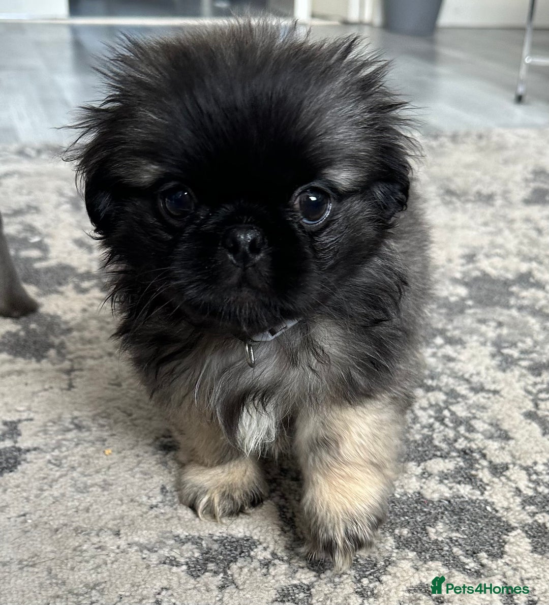 Mixed Breed dogs for sale: 4 fully vaccinated Tiny Pugingeses left  - Image 23