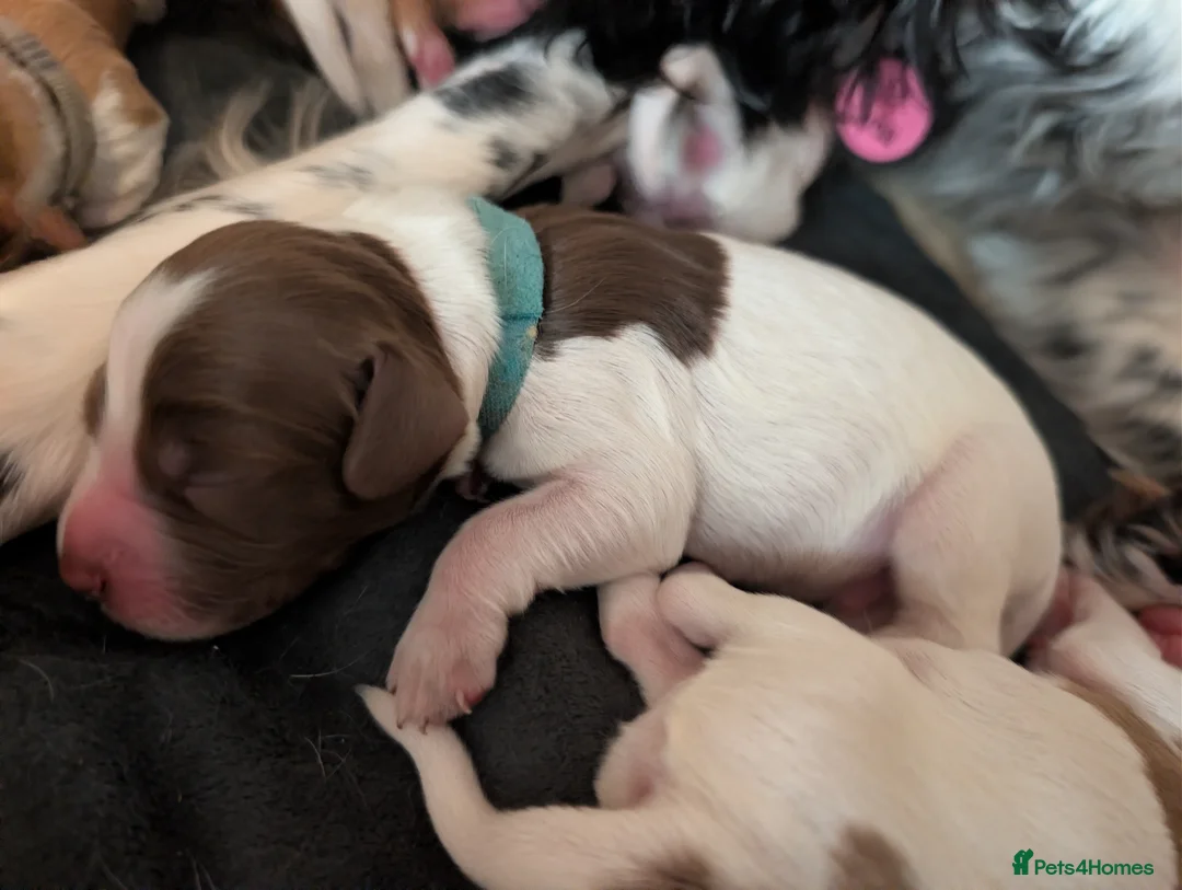 Sprocker dogs for sale: Sprocker puppies (generating any early interest) - Advert 2