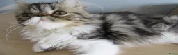 Persian cats for sale: Lovely Persian Female Kitten - Advert 10