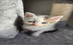 Persian cats for sale: mixed bombay and persian kittens  - Image 38