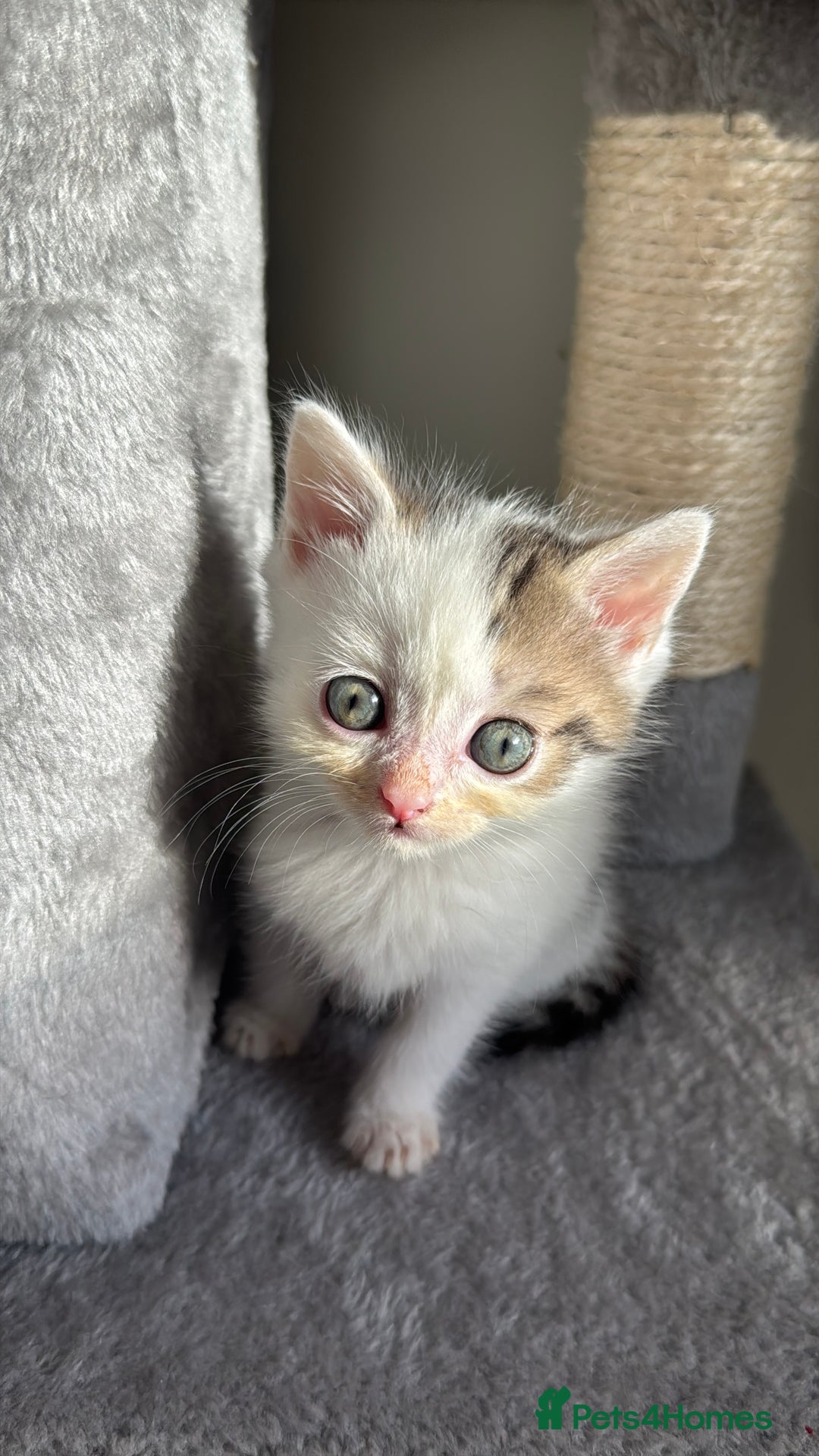 Persian cats for sale: mixed bombay and persian kittens  - Image 38