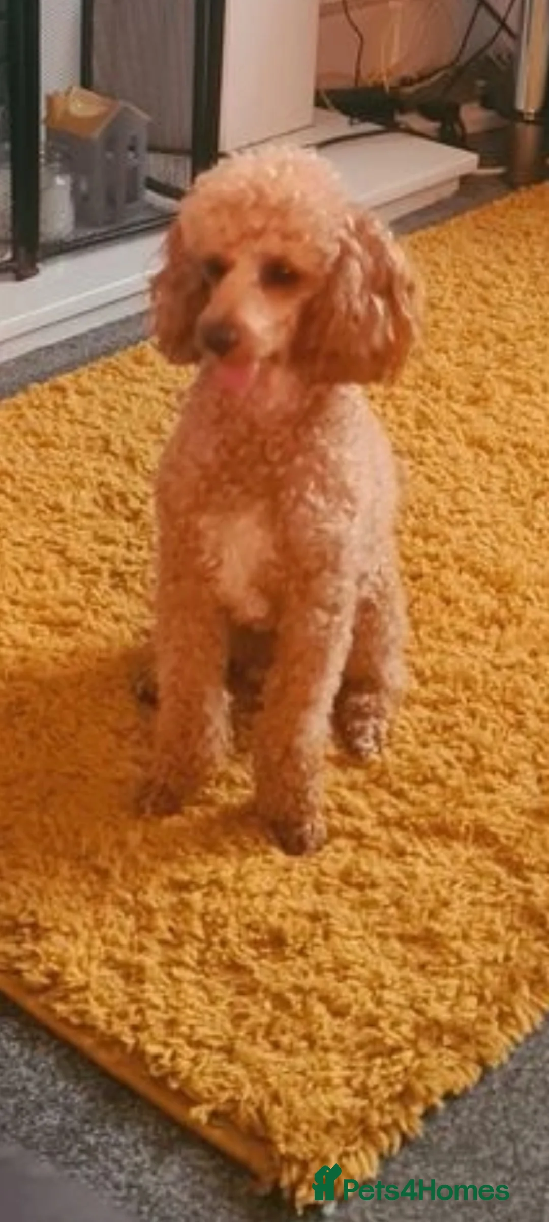 Toy Poodle dogs for stud: Toy Poodle Stud Proven!  in Manchester - Advert 2