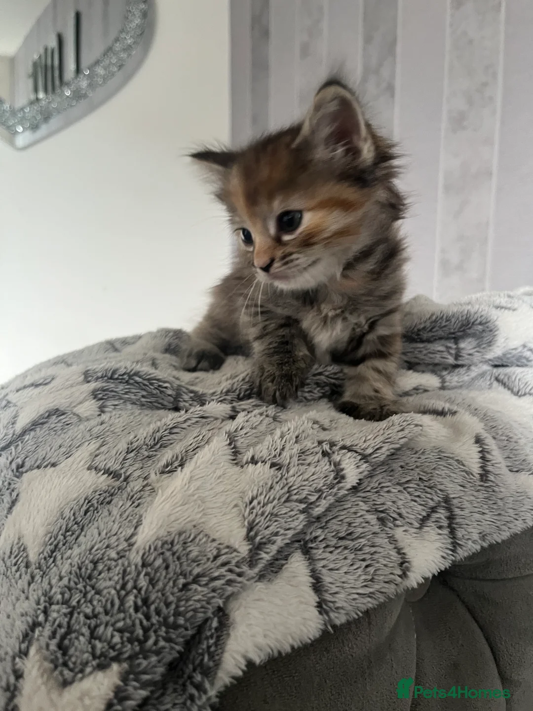 Ragdoll cats for sale: 7 stunning ragdoll x Maine coon kittens  - Advert 16