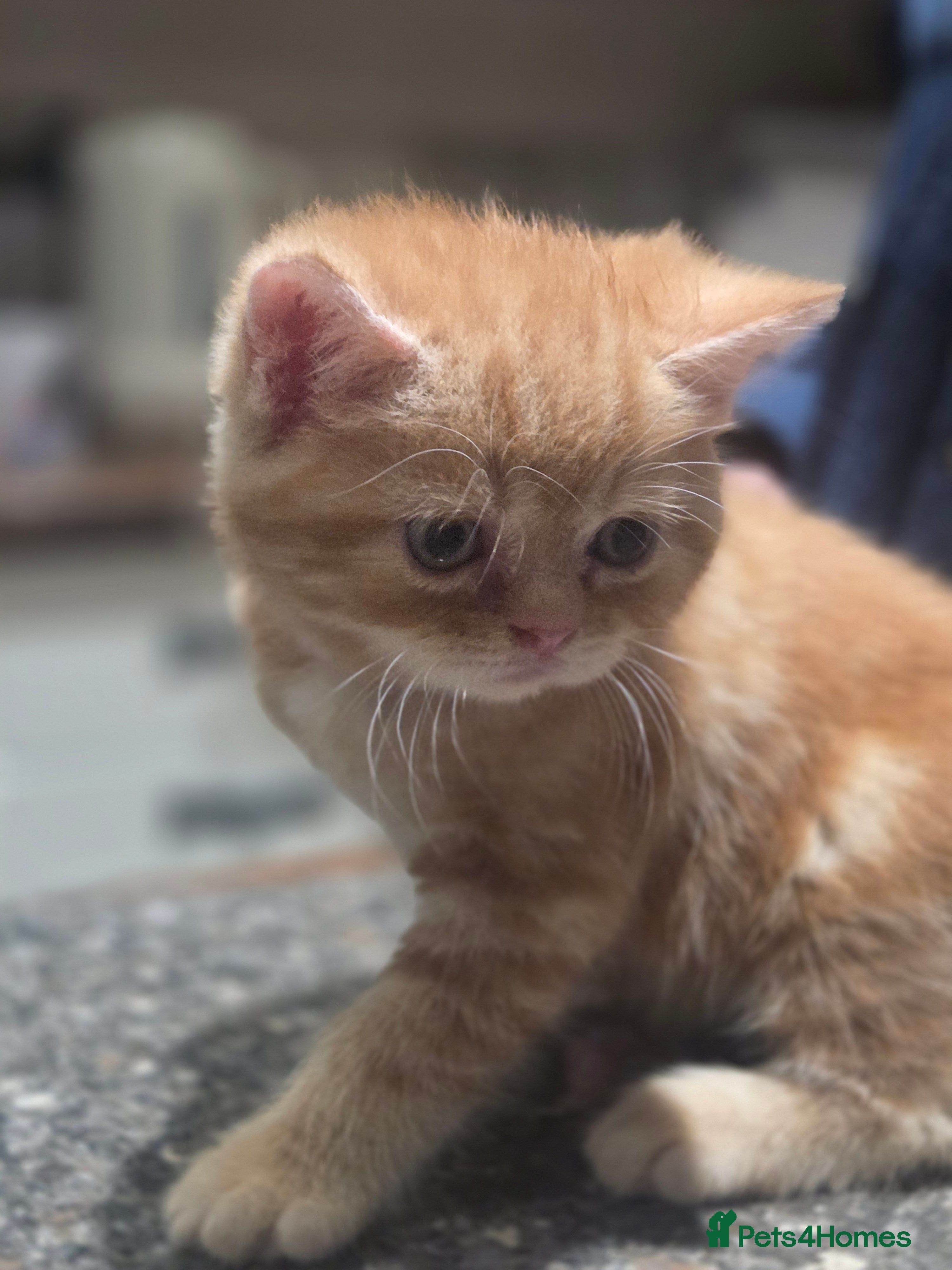 Persian cats for sale: Persian Cross tabby kittens for sale  in Warminster - Advert 20