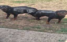 Rottweiler dogs for sale: Kc rottweiler puppies  - Image 26