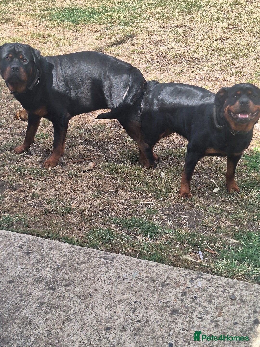 Rottweiler dogs for sale: Kc rottweiler puppies  - Image 26