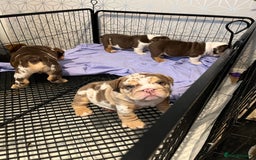 English Bulldog dogs for sale: QC puppies  - Image 7