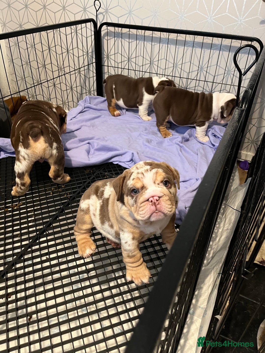 English Bulldog dogs for sale: QC puppies  - Image 7