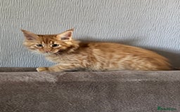 Maine Coon cats for sale: Ready now Maine Coon large Boys GCCF - Image 26