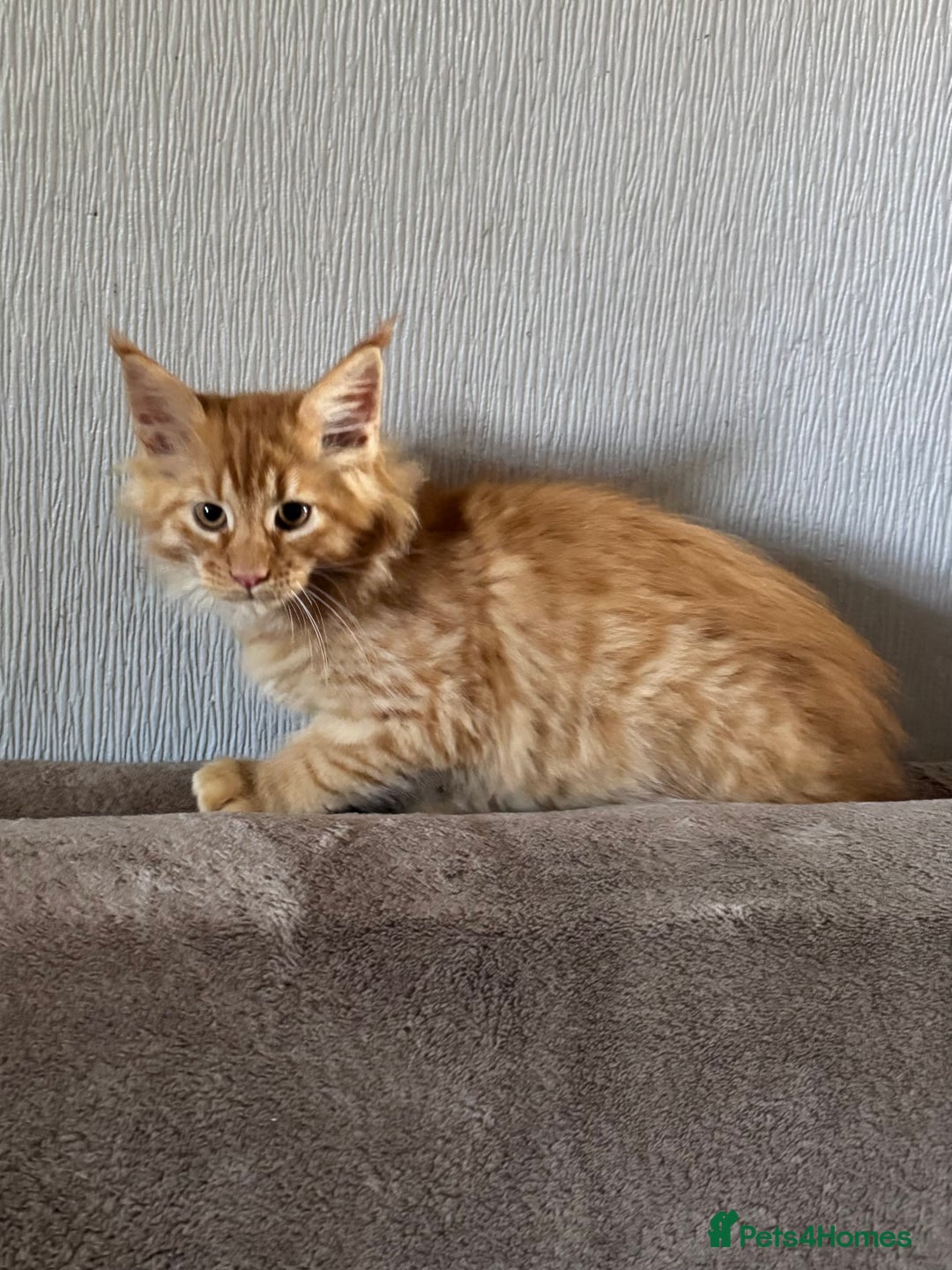 Maine Coon cats for sale: Ready now Maine Coon large Boys GCCF - Image 26