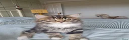 Mixed Breed cats for sale: Domestic kittens long haired/short - Advert 12