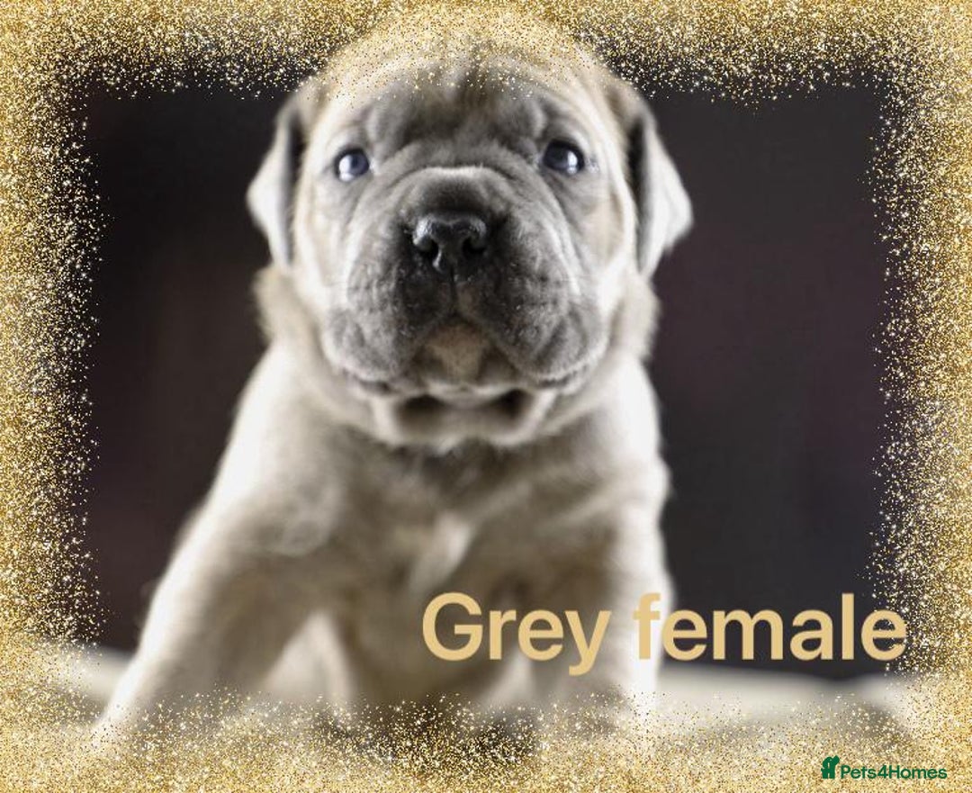 Cane Corso dogs for sale: Elite Formentino Cane Corso puppies - Advert 5