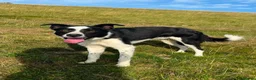 Border Collie dogs for sale: Goofy Border Collie - Advert 4