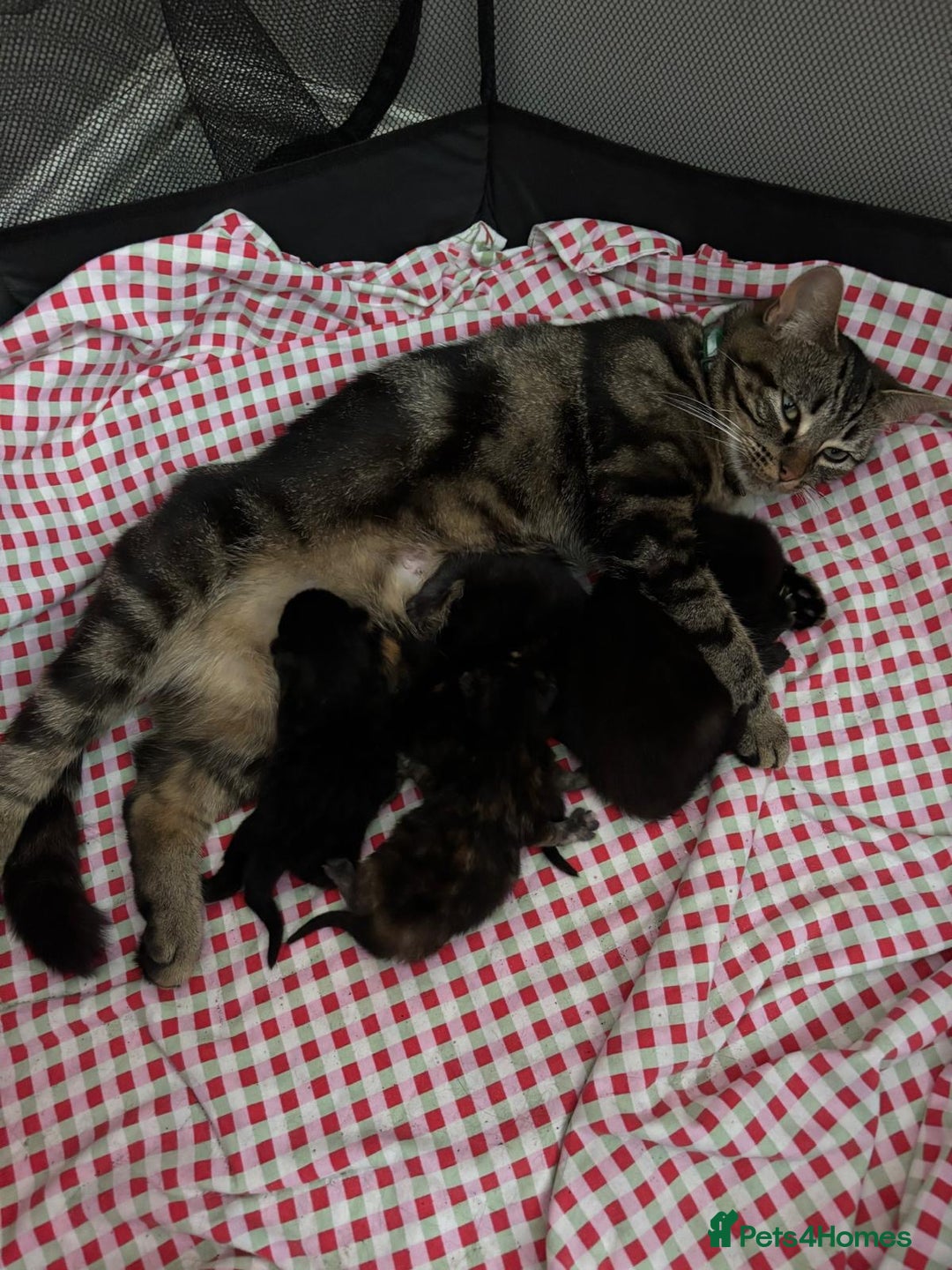 Mixed Breed cats for sale: Mixed breed kittens x 4 - Image 1