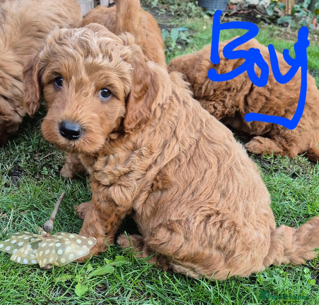 Cockapoo dogs for sale: Cockapoo f1b - Image 13