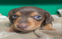 Dachshund dogs for sale: 3 beautiful/stunning dachshund puppies   - Advert 8