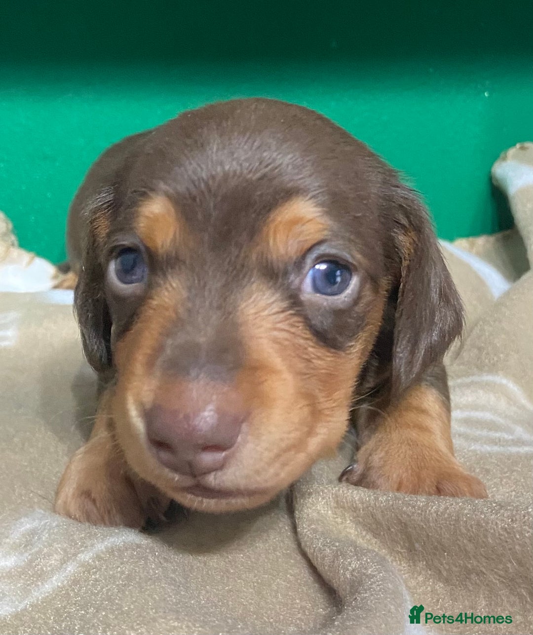Dachshund dogs for sale: 3 beautiful/stunning dachshund puppies   - Advert 8