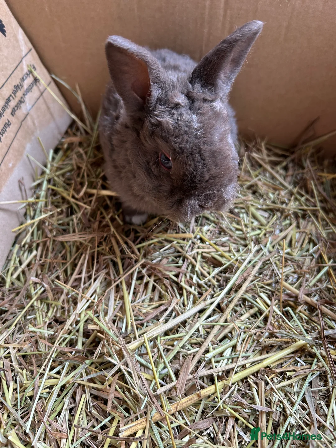 Mixed Breed rabbits for sale: Baby rabbits  - Advert 5