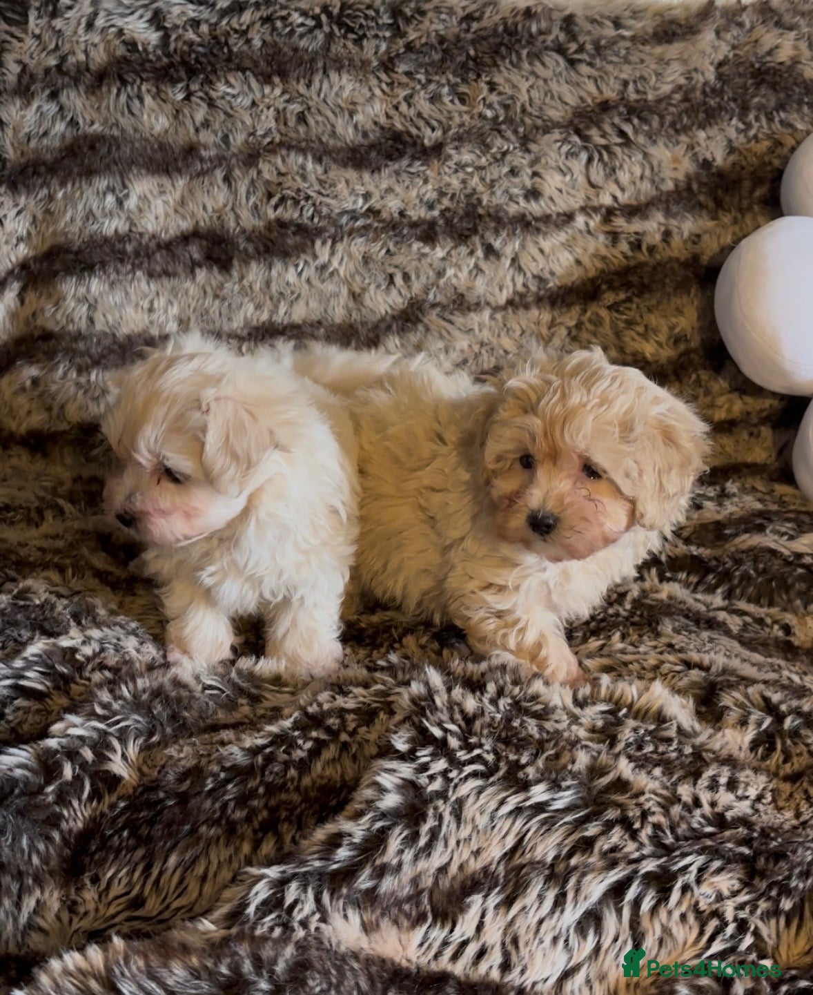 Maltipoo dogs Beautiful Maltipoos  - Advert 3