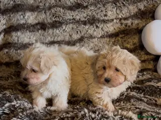 Maltipoo dogs Beautiful Maltipoos - Advert 3