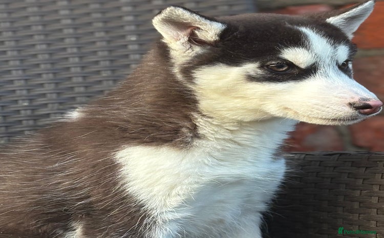 Siberian Husky dogs Siberian husky puppy bitch - Advert 12