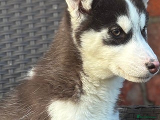 Siberian Husky dogs Siberian husky puppy bitch - Advert 11