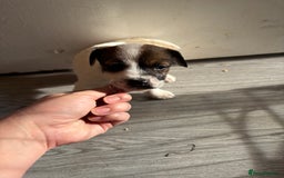 Jack Russell dogs for sale: 3 stunning Jack Russell’s  - Image 14