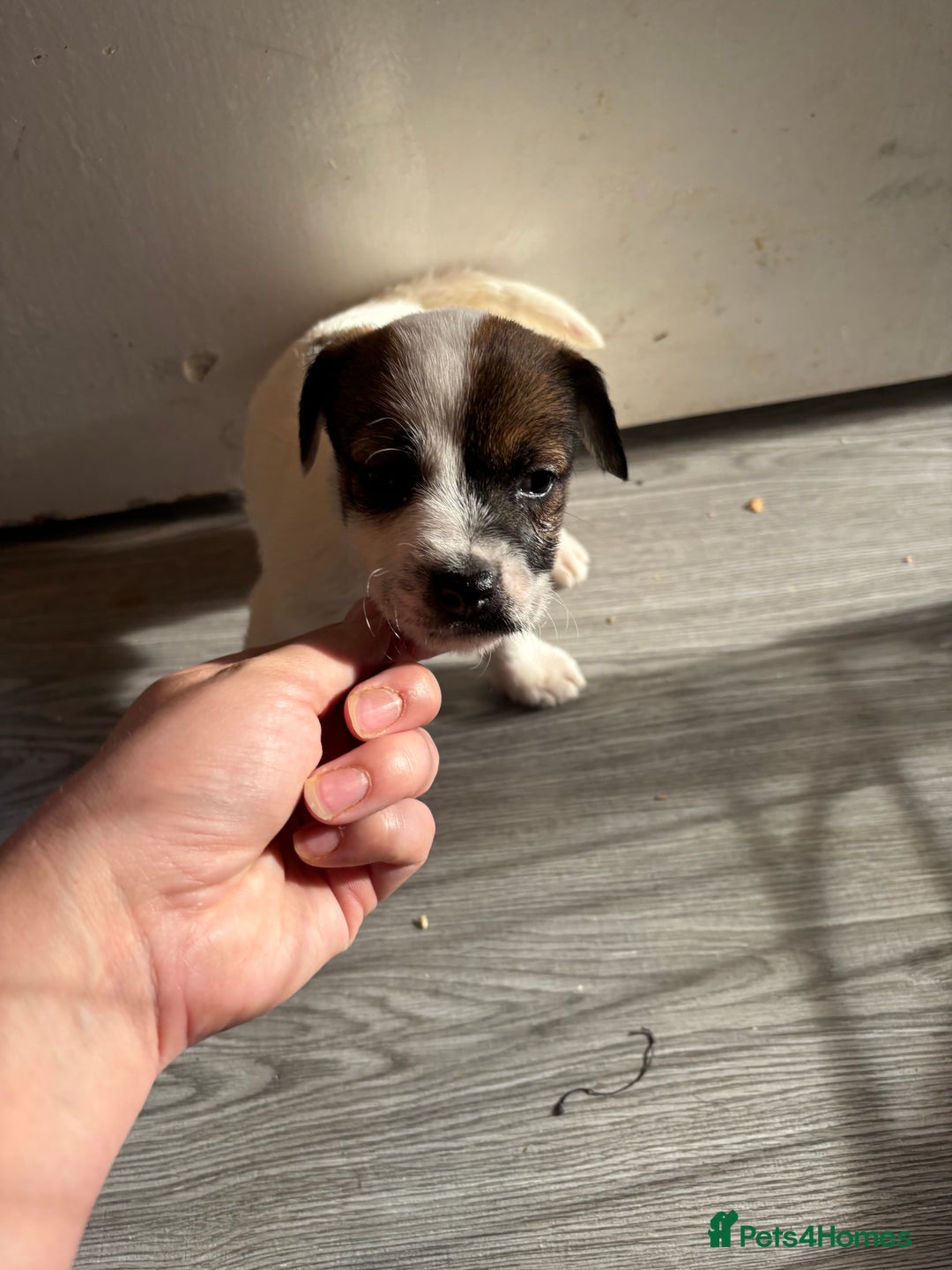 Jack Russell dogs for sale: 3 stunning Jack Russell’s  - Image 14