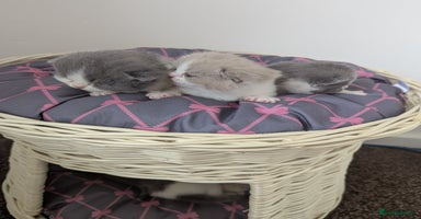 British Shorthair cats - Advert 10