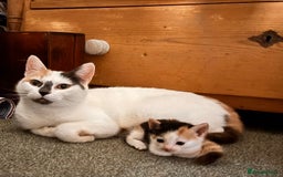 Mixed Breed cats for sale: Beautiful kittens - ONE LEFT  - Image 1