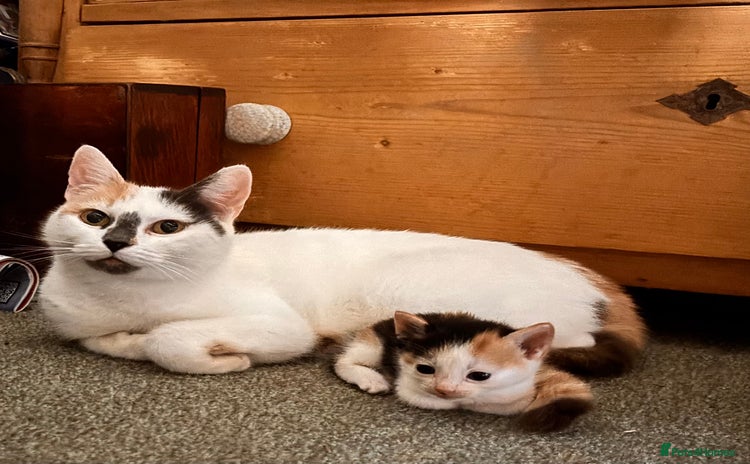 Mixed Breed cats - Advert 3