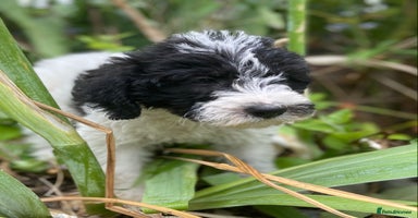 Mixed Breed dogs - Advert 7