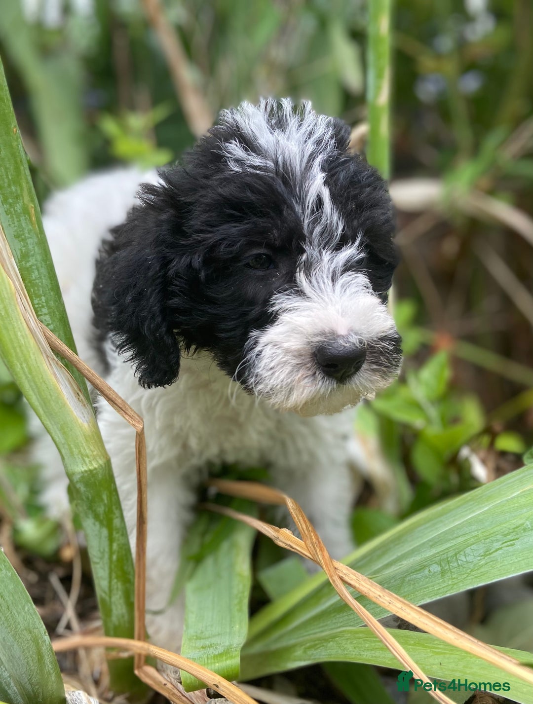 Mixed Breed dogs for sale: Poodle cross - Image 3