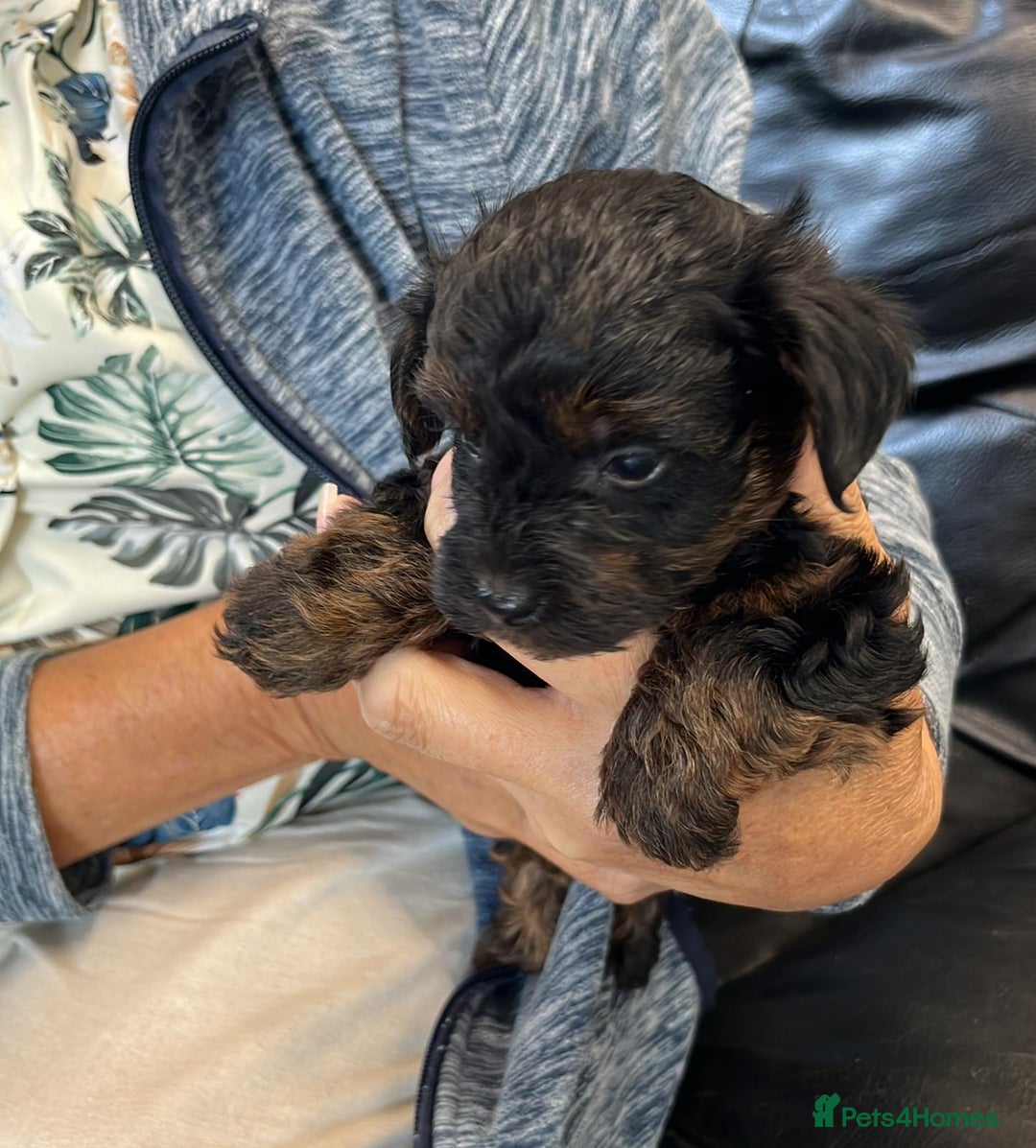 Yorkiepoo dogs for sale: YORKIPOO Yorkshire terrier and toy poodle mix - Image 4