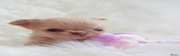 Chihuahua dogs for sale: Beautiful lilac chihuahuas  in Doncaster - Advert 12