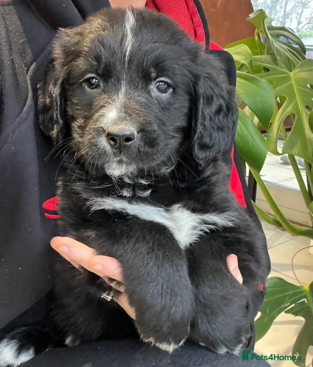 Golden Retriever dogs for sale: Beautiful Bernese Mountain Dog x Golden Retrievers - Advert 11