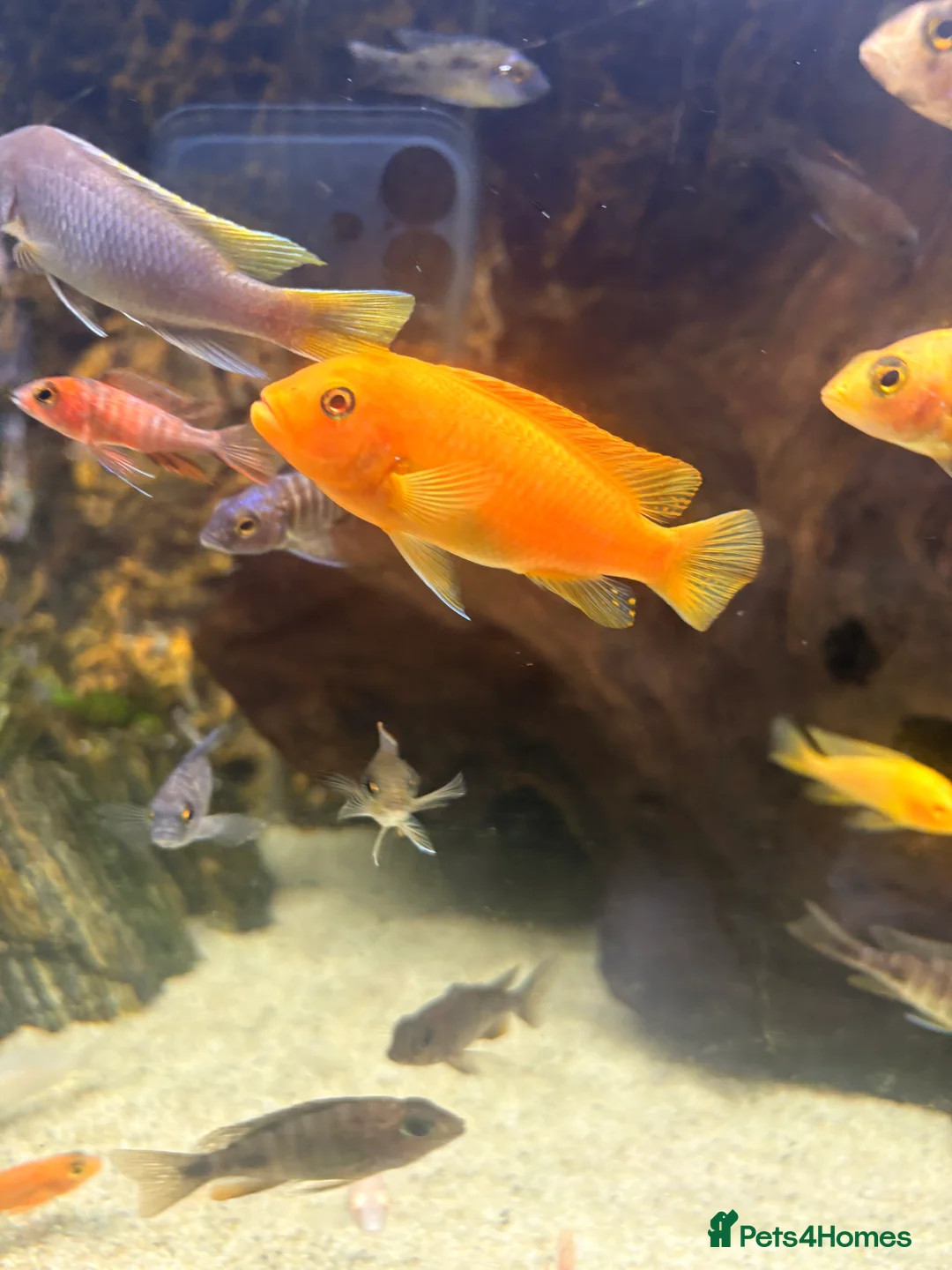 Cichlids fish for sale: Mix of CichlidS and others  - Advert 7