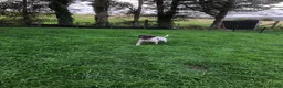 German Shorthaired Pointer dogs for sale: GSP Puppies in Aberdare - Advert 4