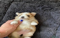 Mixed Breed dogs for sale: Pomeranian Puppies - £1,500 each - Image 10