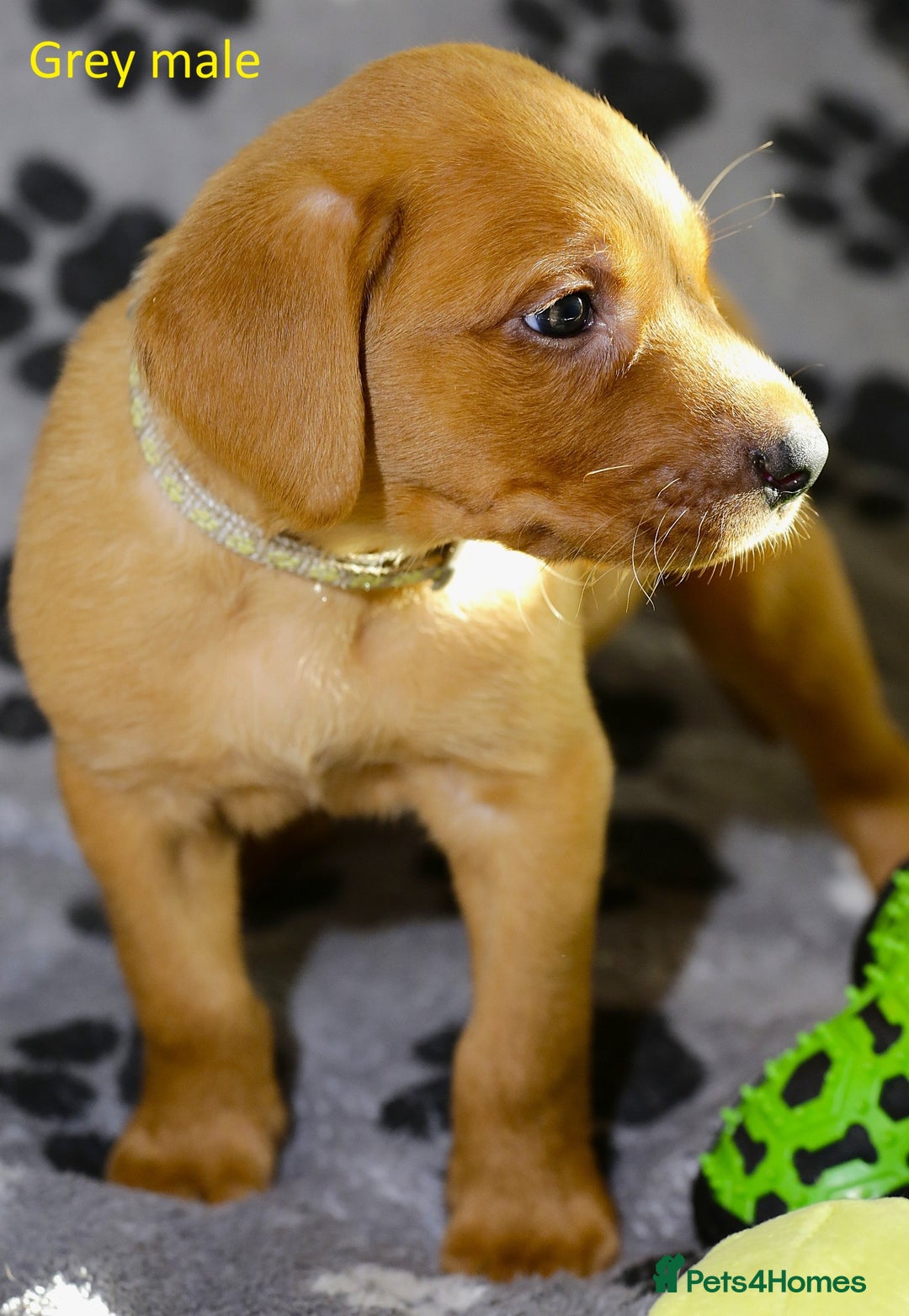 Labrador Retriever dogs for sale: Fox red labrador pups ready now - Image 13