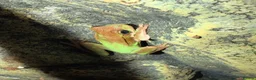 Mixed Breed reptiles for sale: 2 Anoles and 2 American Tree Frogs - Advert 3