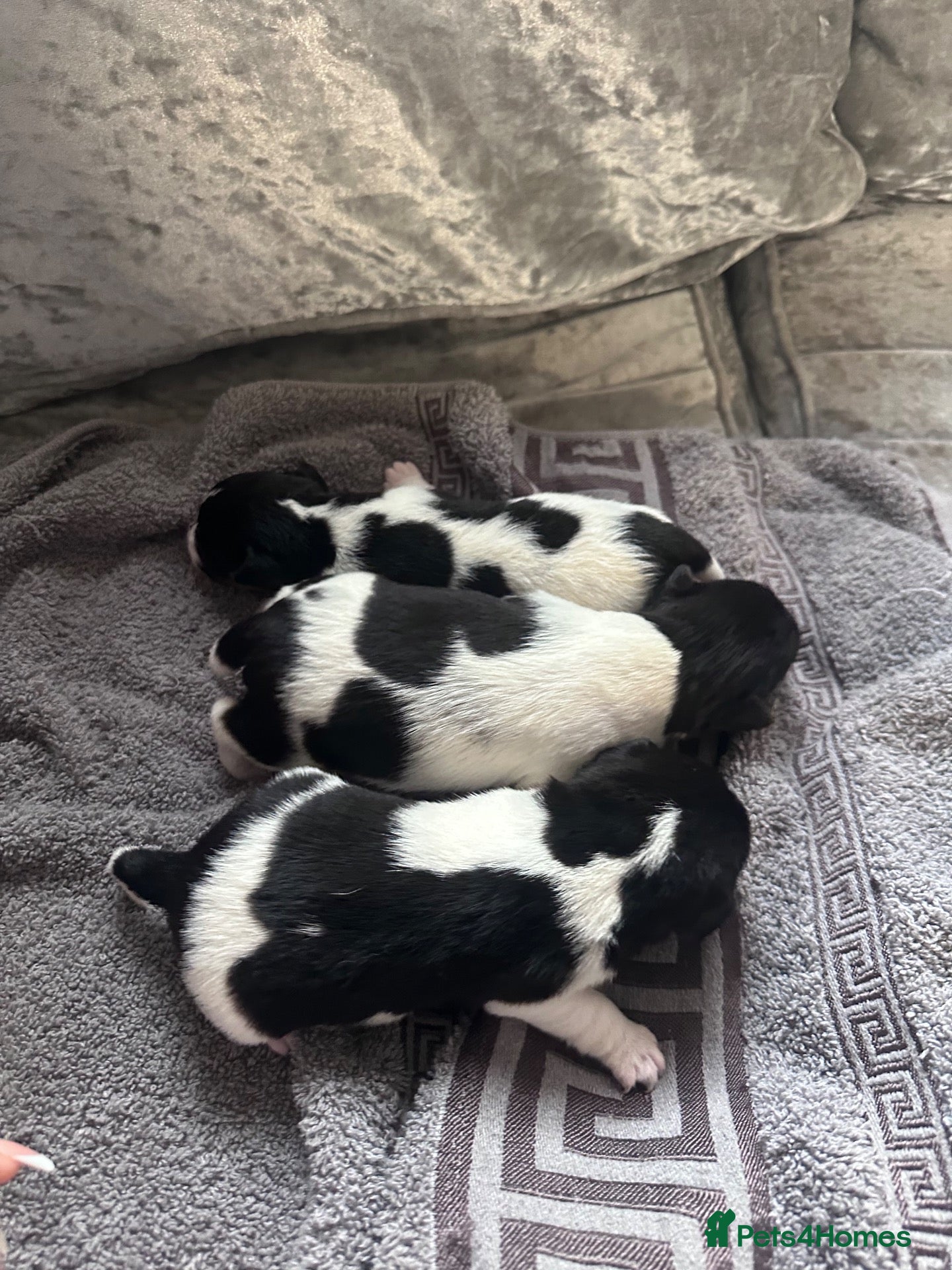 Jack Russell dogs for sale: Miniature Jack Russells  - Advert 12