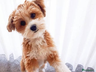 Havanese dogs Havanese Puppy Rosie Seeking a Loving Home - Advert 3